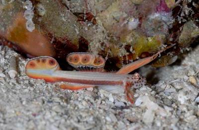 �����@���Ɖ�